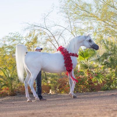 0785da80-64fb-427c-a4a8-d82c006f1e7a