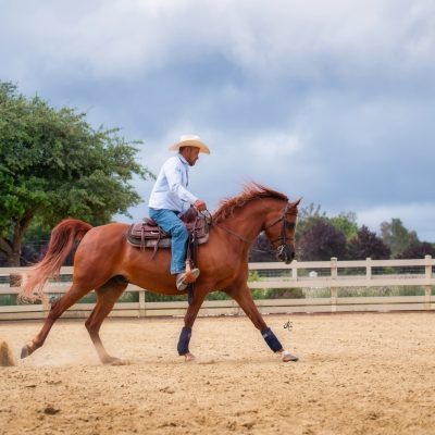 Antheia Apollo-405 fin