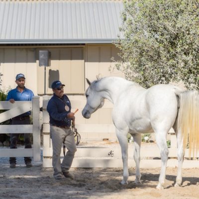 Antheia Arabians Open House 11-3-24-203