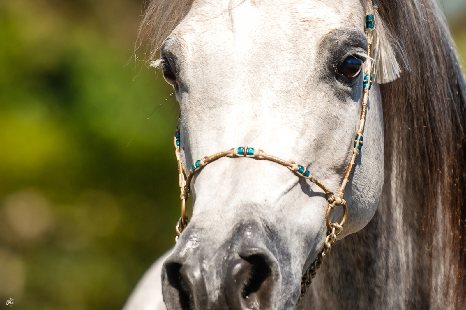 Antheia Arabians Open House-146