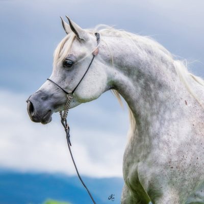 Antheia Gazella Apal-125 fin