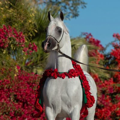 Om El Benicio-102 fin