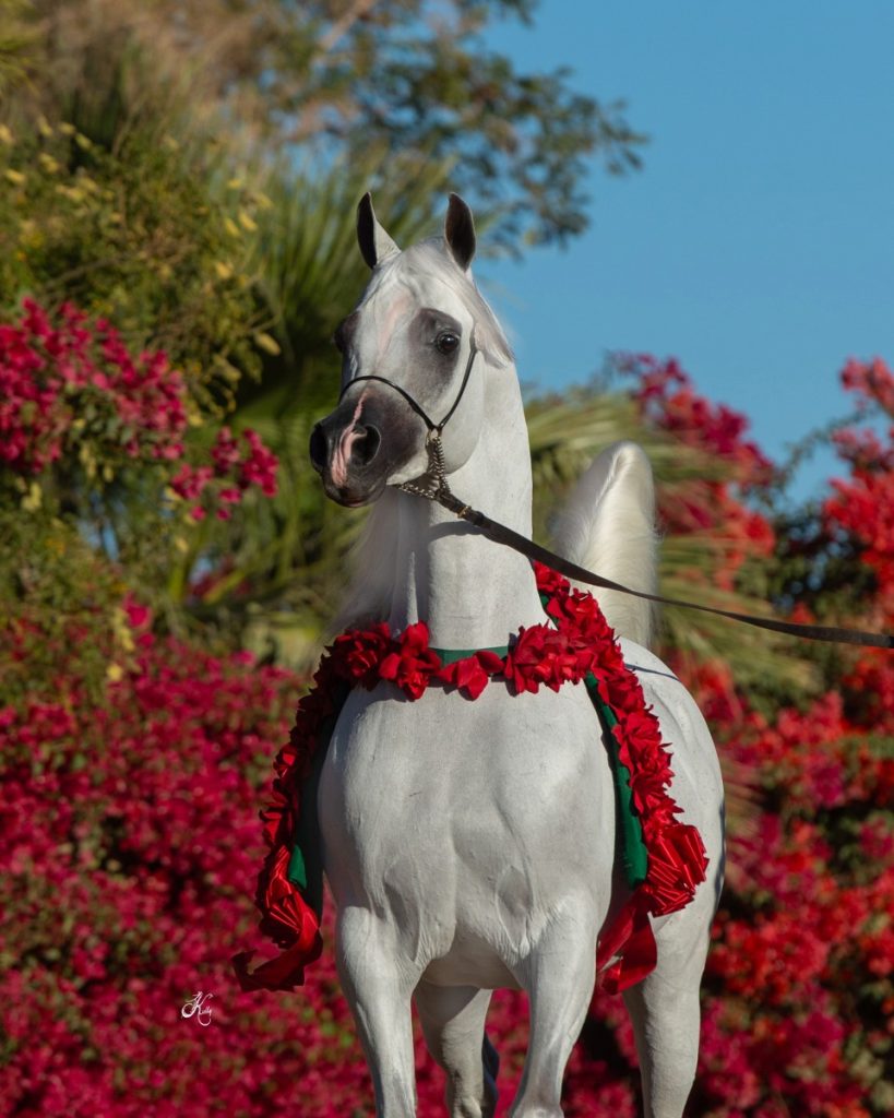 Om El Benicio-102 fin