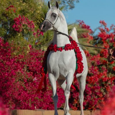 Om El Benicio-103 fin 2