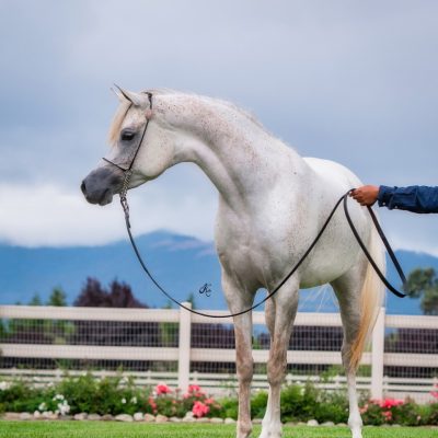 Antheia Zahara-113 fin