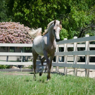 Foals, Zahara, Flowers-617