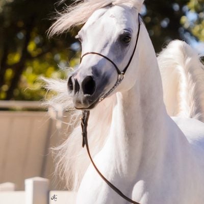 Antheia Arabians Open House 11-3-24-260