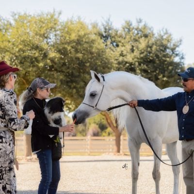 Antheia Arabians Open House 11-3-24-266