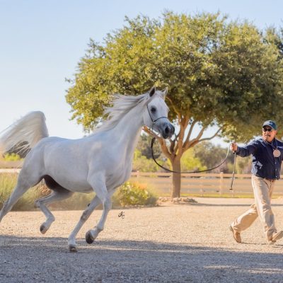 Antheia Arabians Open House 11-3-24-271