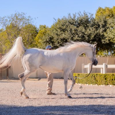 Antheia Arabians Open House 11-3-24-275