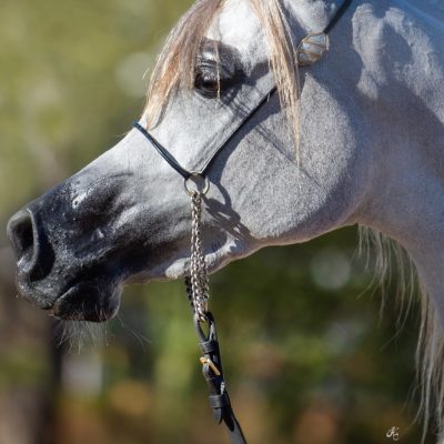 Antheia Zillahr-117 fin