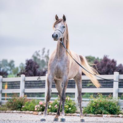 Antheia Nabilinda -206 fin