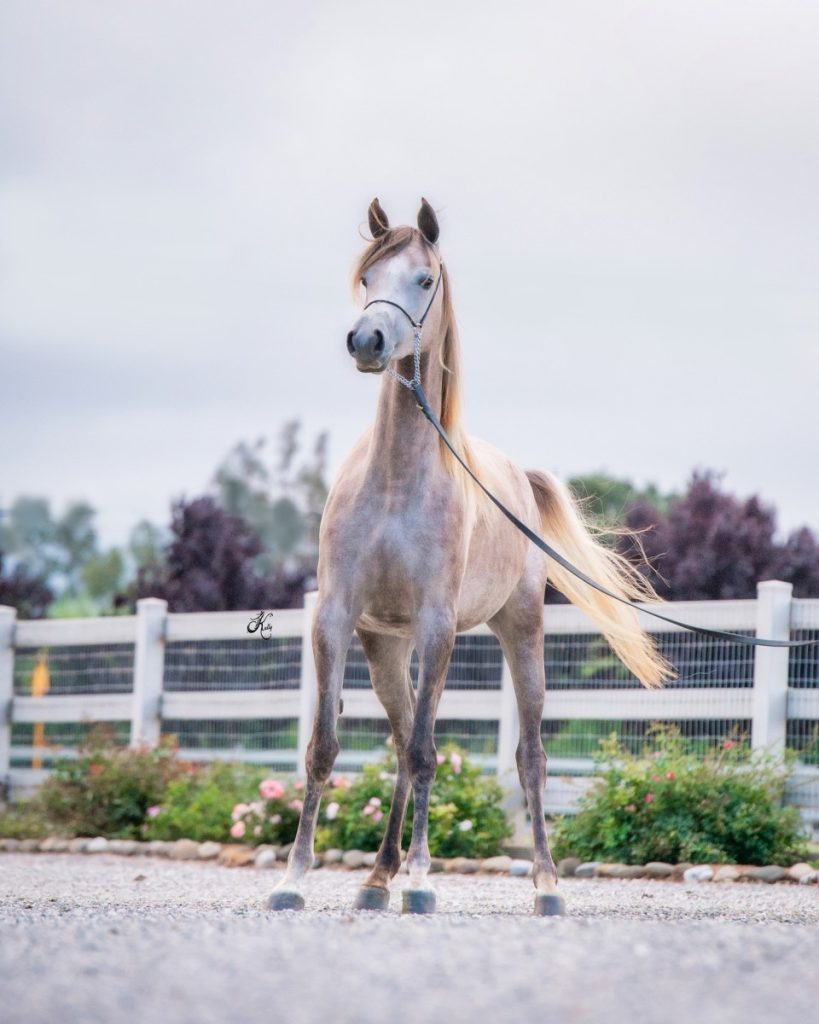 Antheia Nabilinda -206 fin