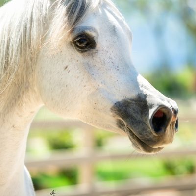 Antheia Arabians Open House-189