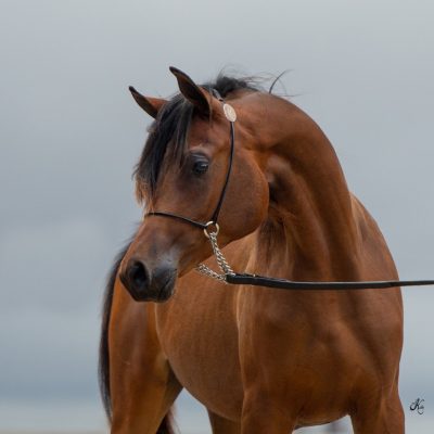 Antheia Verinica's Filly-504 fin
